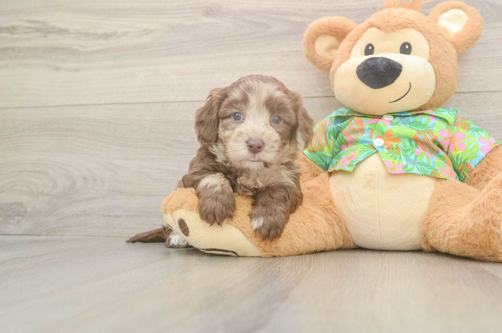 5 week old Havapoo Puppy For Sale - Florida Fur Babies