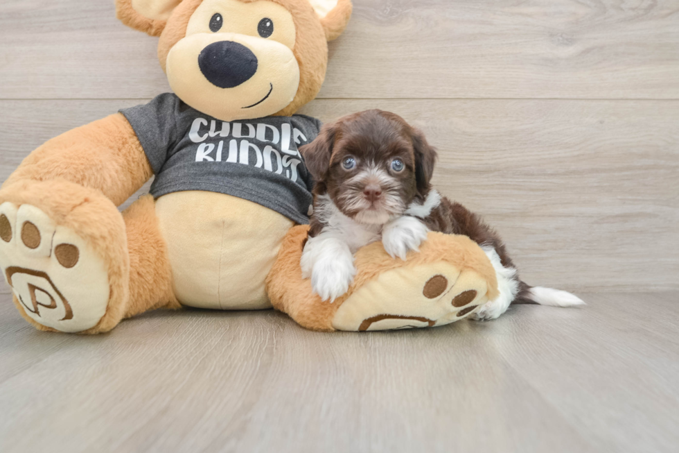 Little Havadoodle Poodle Mix Puppy