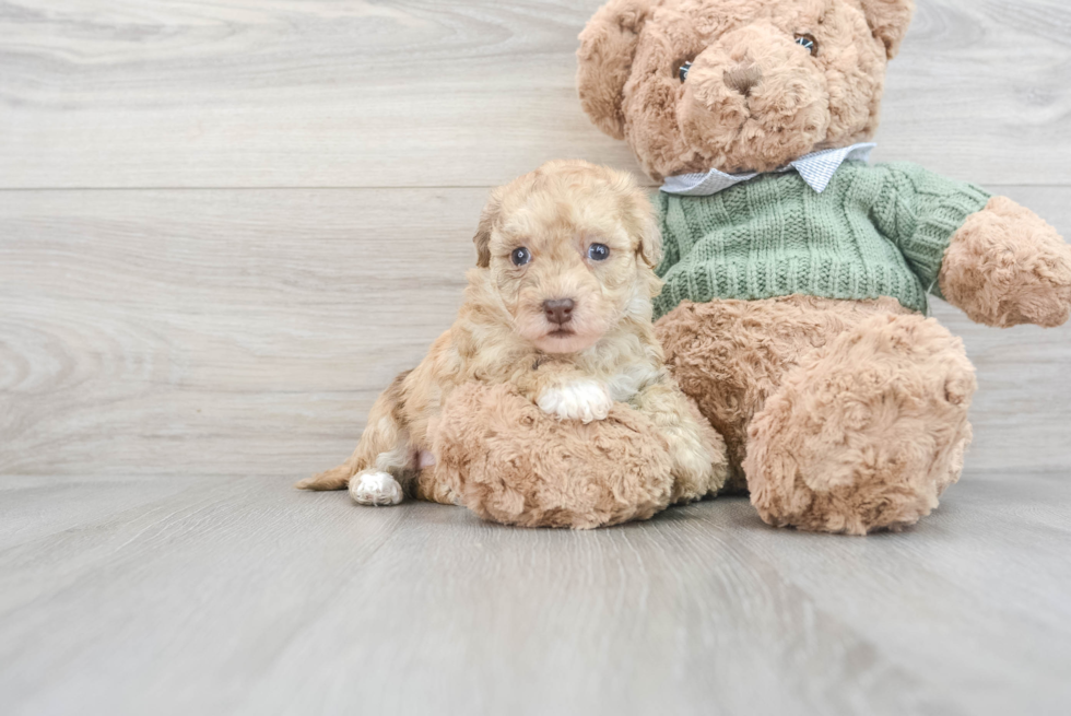 Popular Havapoo Poodle Mix Pup