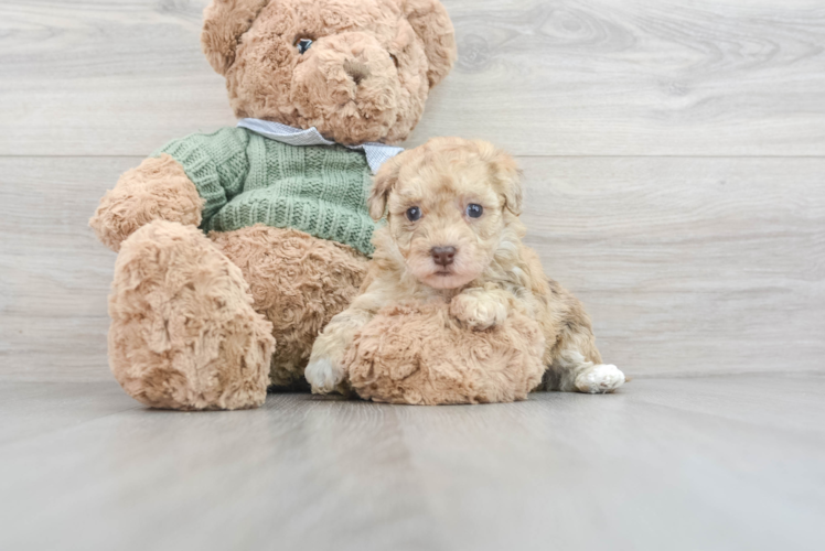 Funny Havapoo Poodle Mix Pup