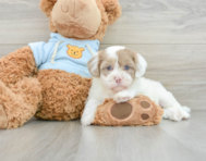 6 week old Havapoo Puppy For Sale - Florida Fur Babies