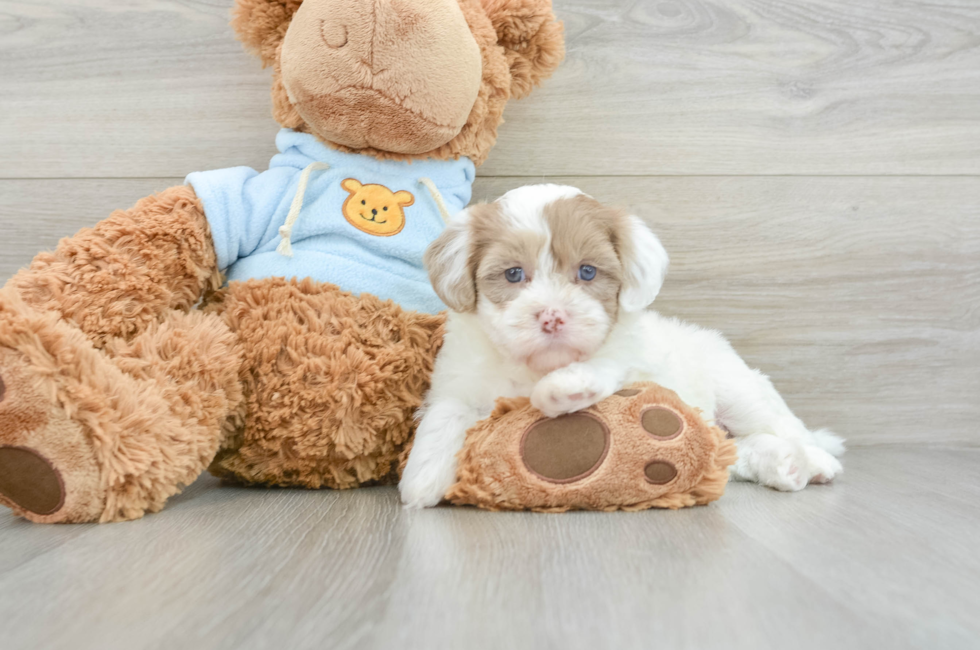 6 week old Havapoo Puppy For Sale - Florida Fur Babies