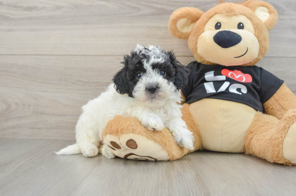 6 week old Havapoo Puppy For Sale - Florida Fur Babies