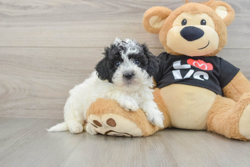 Meet Diaz - our Havapoo Puppy Photo 1/3 - Florida Fur Babies