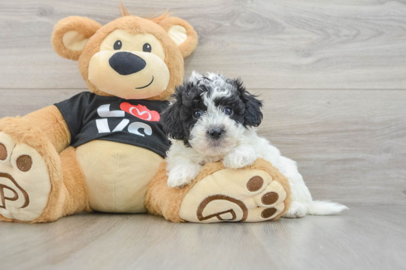 Meet Diaz - our Havapoo Puppy Photo 3/3 - Florida Fur Babies