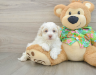 7 week old Havapoo Puppy For Sale - Florida Fur Babies