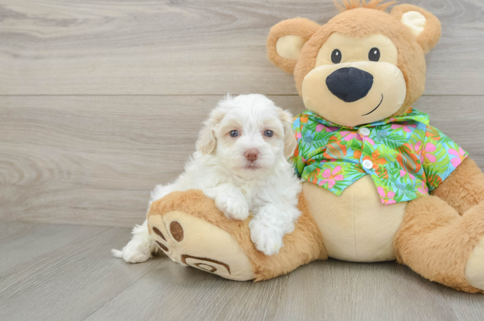 5 week old Havapoo Puppy For Sale - Florida Fur Babies