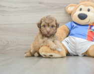 8 week old Havapoo Puppy For Sale - Florida Fur Babies
