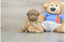 Havapoo Puppy for Adoption