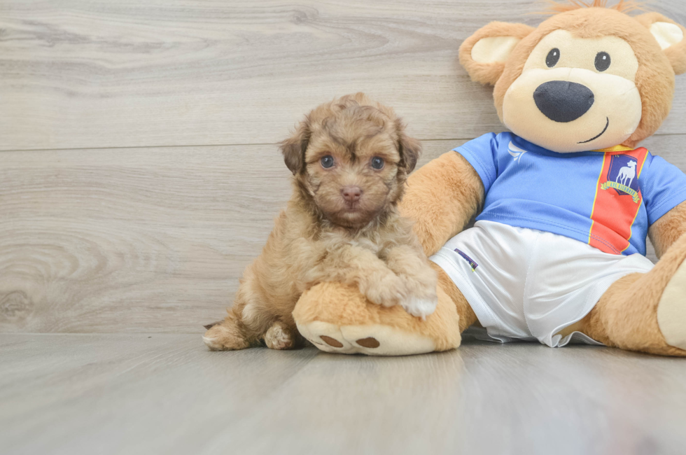5 week old Havapoo Puppy For Sale - Florida Fur Babies