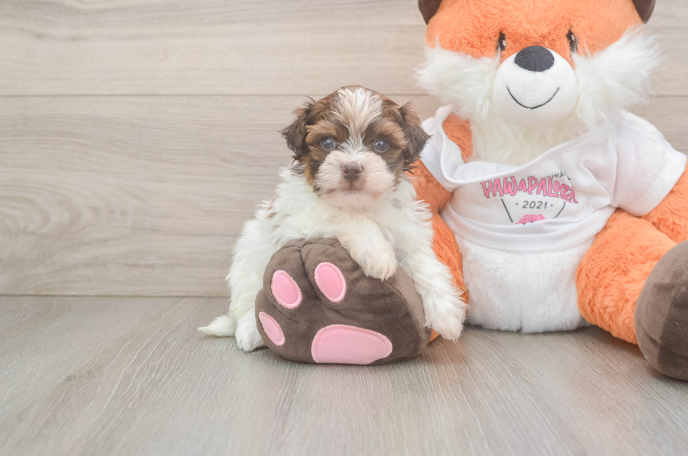 5 week old Havapoo Puppy For Sale - Florida Fur Babies
