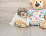 9 week old Havapoo Puppy For Sale - Florida Fur Babies