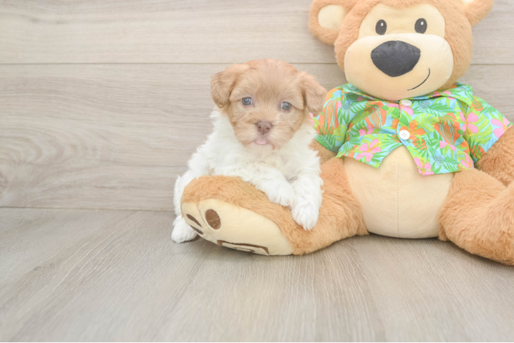Best Havapoo Baby