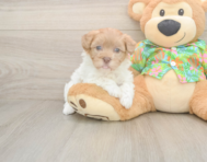 7 week old Havapoo Puppy For Sale - Florida Fur Babies