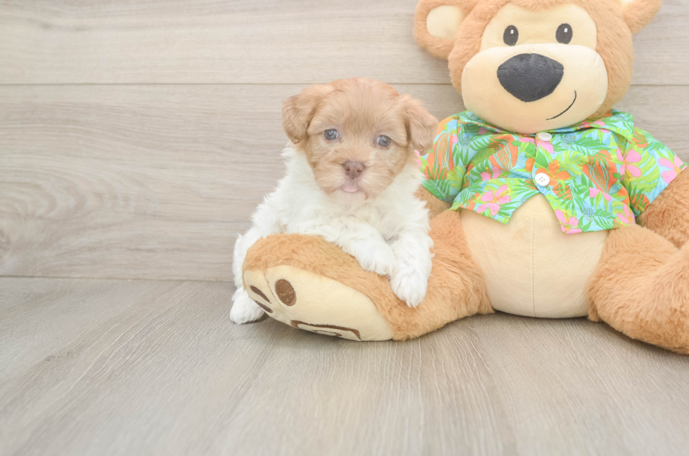 5 week old Havapoo Puppy For Sale - Florida Fur Babies