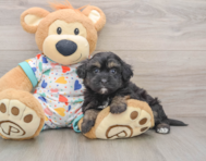 7 week old Havapoo Puppy For Sale - Florida Fur Babies