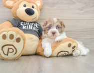 9 week old Havapoo Puppy For Sale - Florida Fur Babies