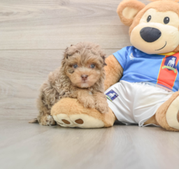5 week old Havapoo Puppy For Sale - Florida Fur Babies