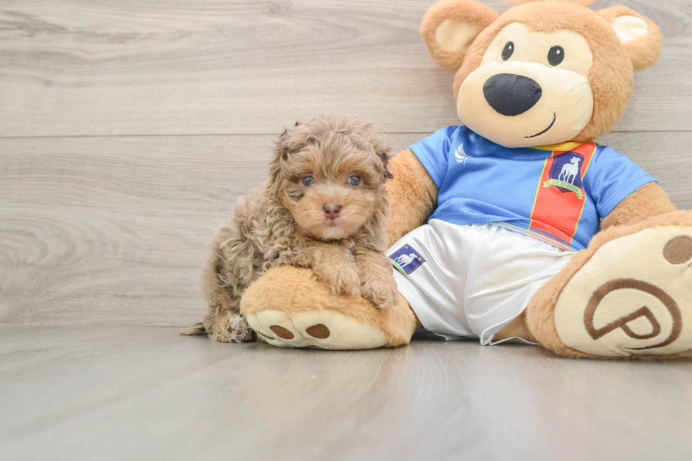 Havapoo Puppy for Adoption