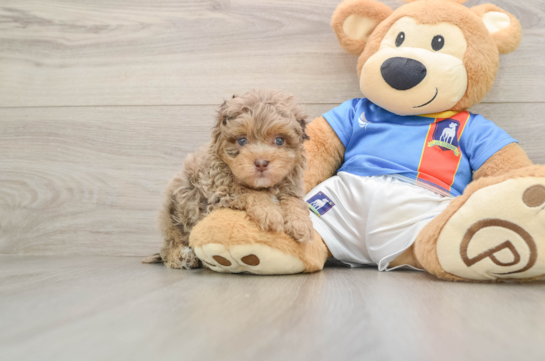 Havapoo Puppy for Adoption