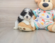 7 week old Havapoo Puppy For Sale - Florida Fur Babies
