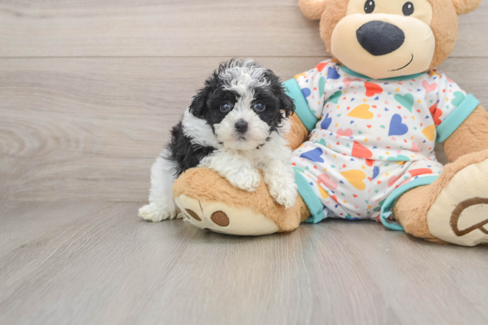 Havapoo Pup Being Cute