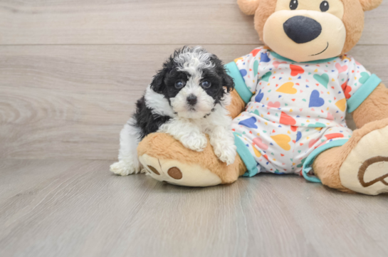 Havapoo Pup Being Cute