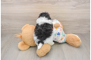 Popular Havapoo Poodle Mix Pup