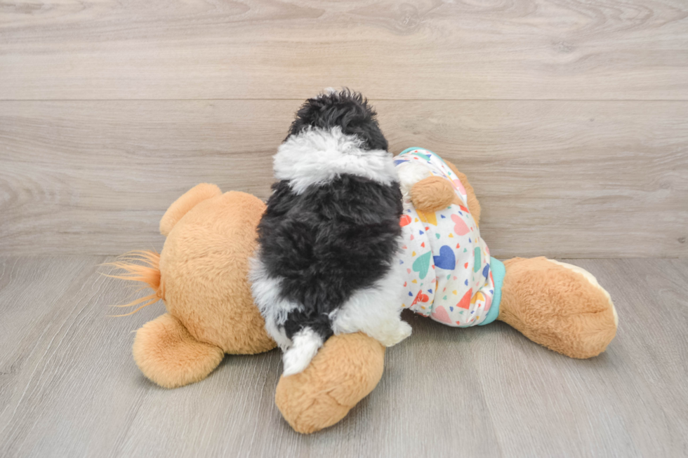 Popular Havapoo Poodle Mix Pup