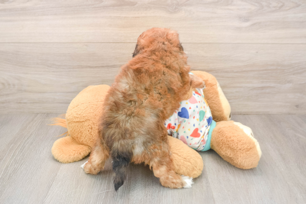 Energetic Havadoodle Poodle Mix Puppy