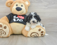 8 week old Havapoo Puppy For Sale - Florida Fur Babies
