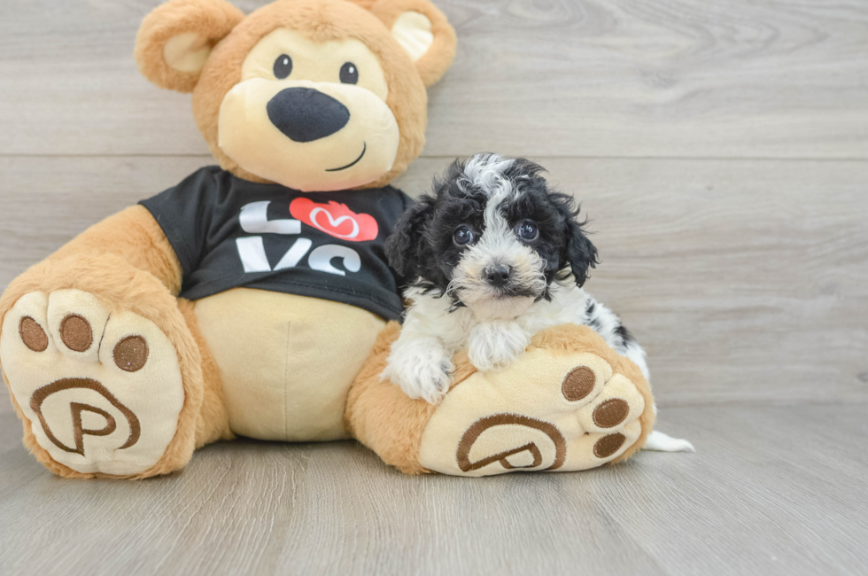 6 week old Havapoo Puppy For Sale - Florida Fur Babies