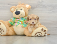 7 week old Havapoo Puppy For Sale - Florida Fur Babies