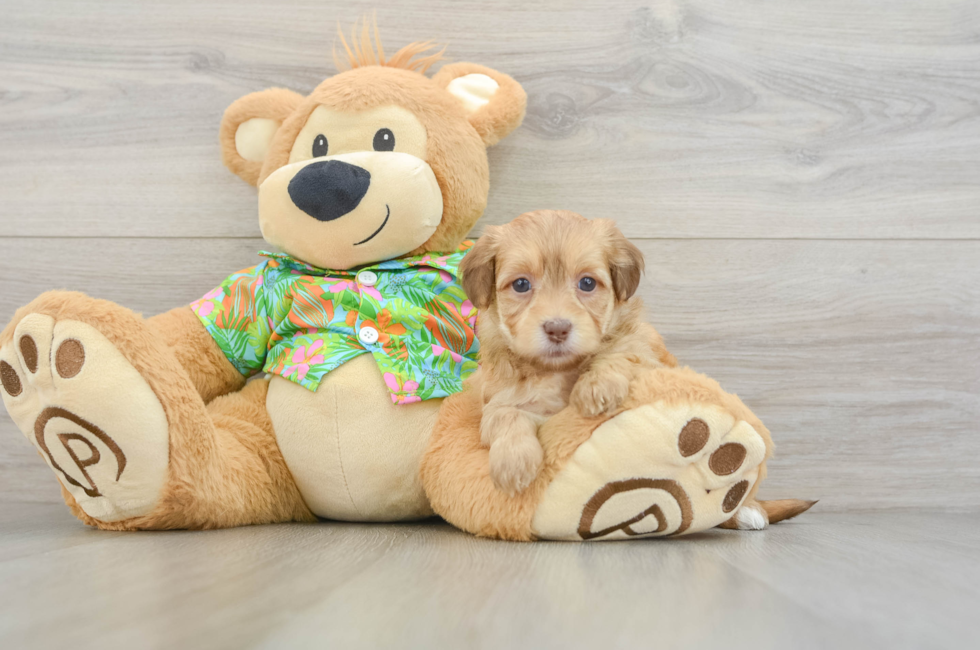 5 week old Havapoo Puppy For Sale - Florida Fur Babies