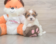 7 week old Havapoo Puppy For Sale - Florida Fur Babies