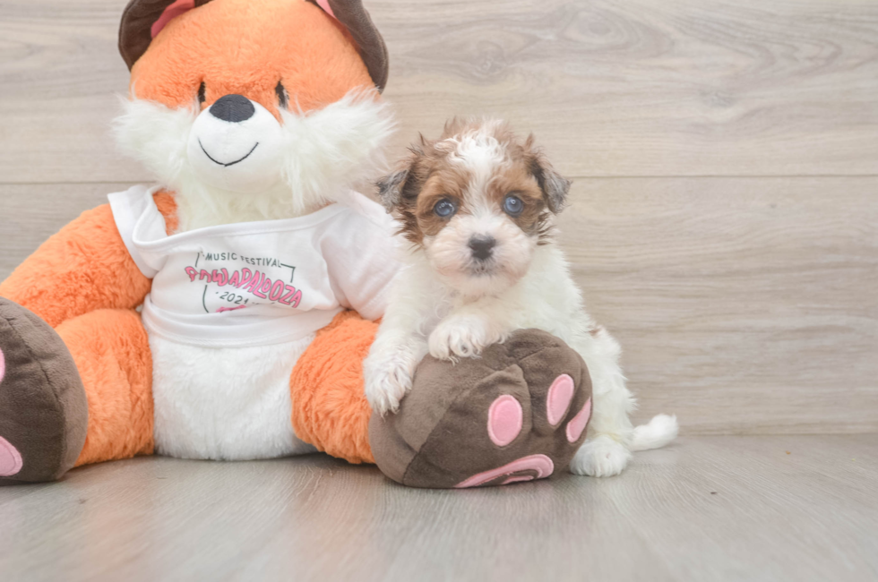 5 week old Havapoo Puppy For Sale - Florida Fur Babies