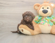 8 week old Havapoo Puppy For Sale - Florida Fur Babies