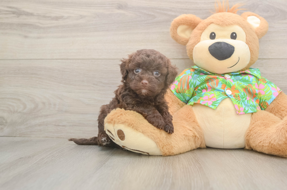 5 week old Havapoo Puppy For Sale - Florida Fur Babies