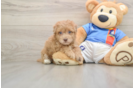Havapoo Pup Being Cute