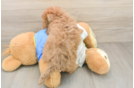 Playful Havadoodle Poodle Mix Puppy