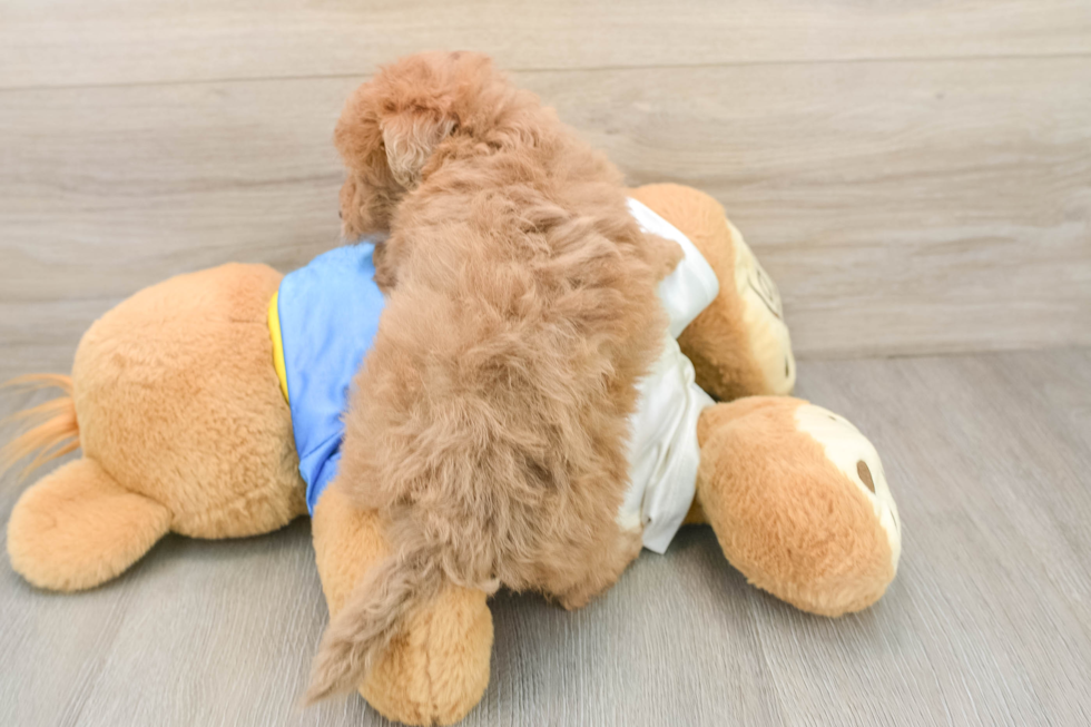 Playful Havadoodle Poodle Mix Puppy