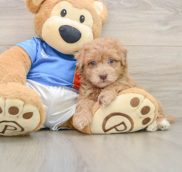 5 week old Havapoo Puppy For Sale - Florida Fur Babies