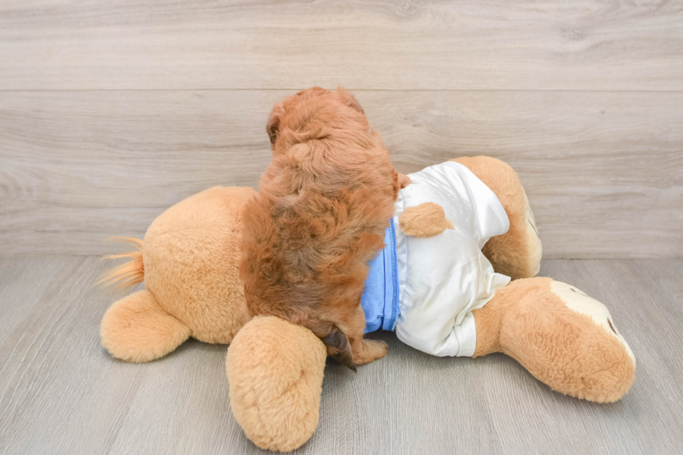 Havapoo Puppy for Adoption