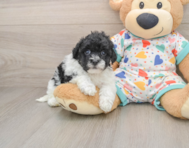 7 week old Havapoo Puppy For Sale - Florida Fur Babies