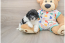Havapoo Puppy for Adoption