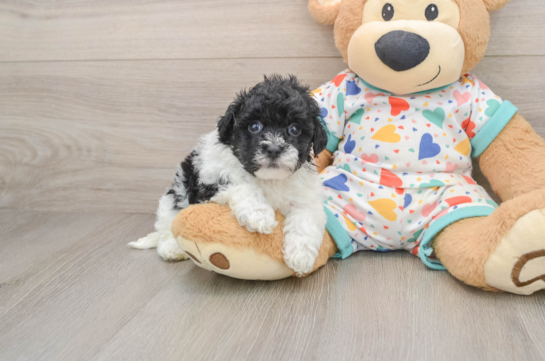 Havapoo Puppy for Adoption