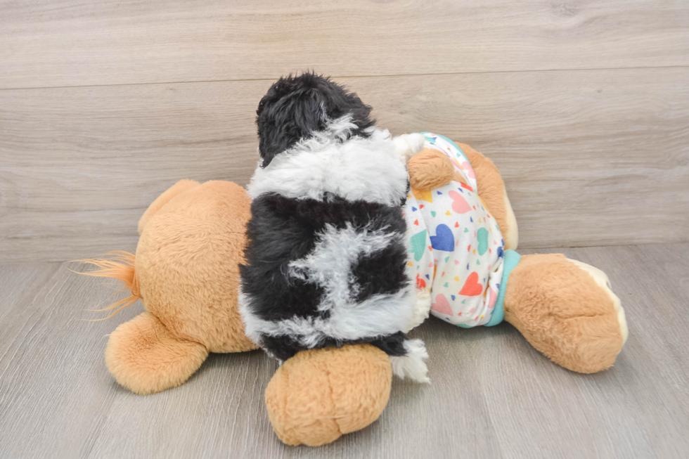 Petite Havapoo Poodle Mix Pup