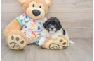 Funny Havapoo Poodle Mix Pup