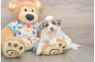 Best Havapoo Baby