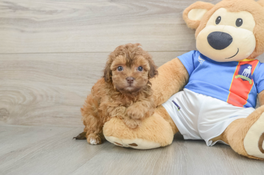 Havapoo Puppy for Adoption